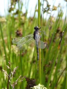 Description: C:UsersUserDropbox (CARAH)LIFE ELIAD. Communication et formationD1 Site Web�2 NewsVersion de travail_Indicateurs 2015�1 IllustrationsLeucorrhinia dubia_Tenneville_02072015.JPG