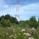 Prairies fleuries allégées